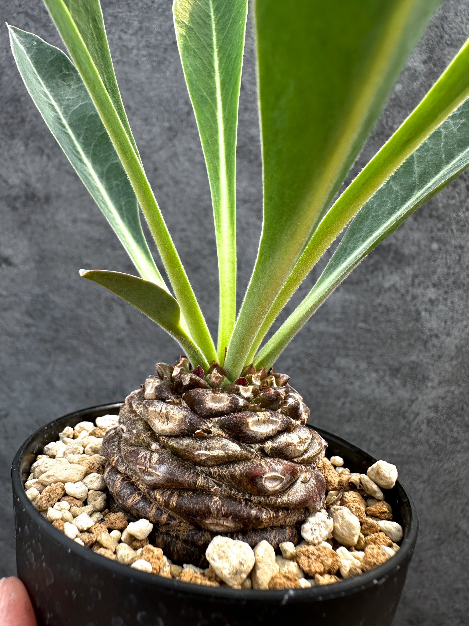 ユーフォルビア・ブプレウリフォリア 鉄甲丸【D60】 Euphorbia