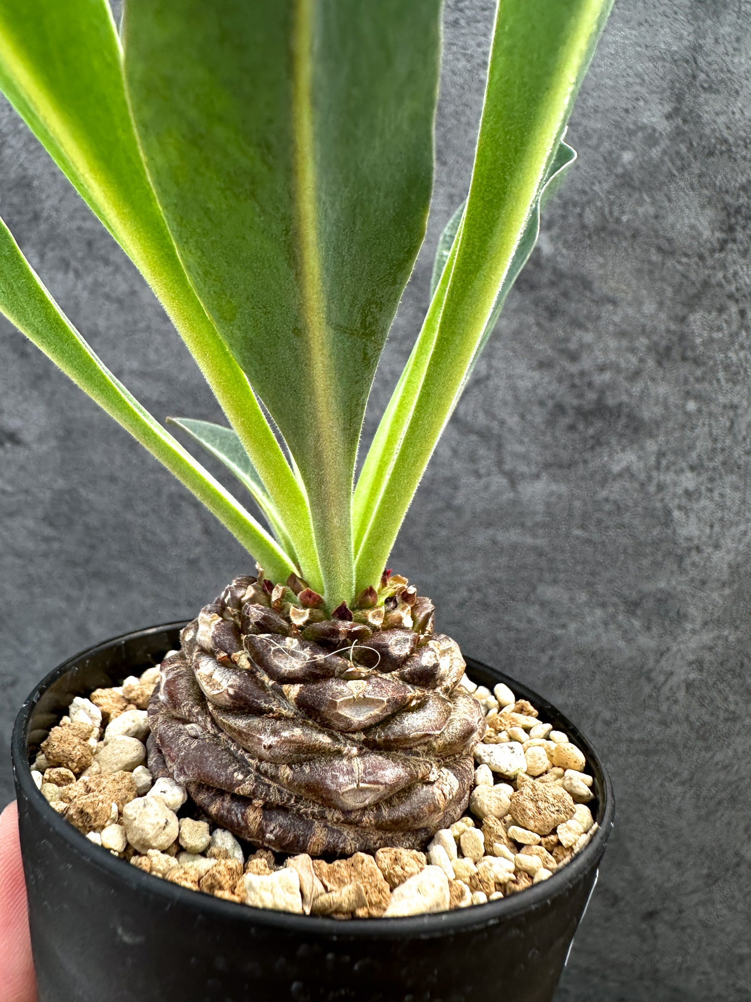 ユーフォルビア・ブプレウリフォリア 鉄甲丸【D60】 Euphorbia