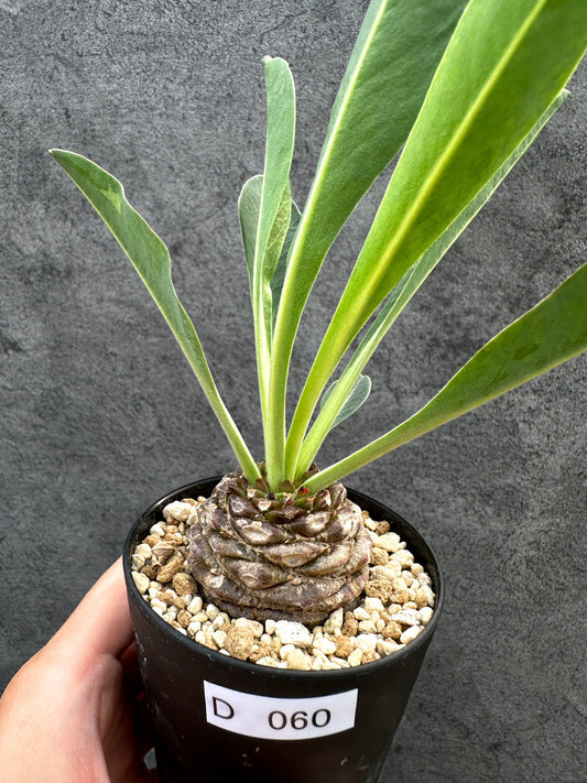【現品限り】ユーフォルビア・ブプレウリフォリア 鉄甲丸【D60】 Euphorbia bupleurifolia