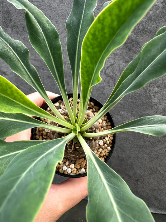 【現品限り】ユーフォルビア・ブプレウリフォリア 鉄甲丸【D61】 Euphorbia bupleurifolia