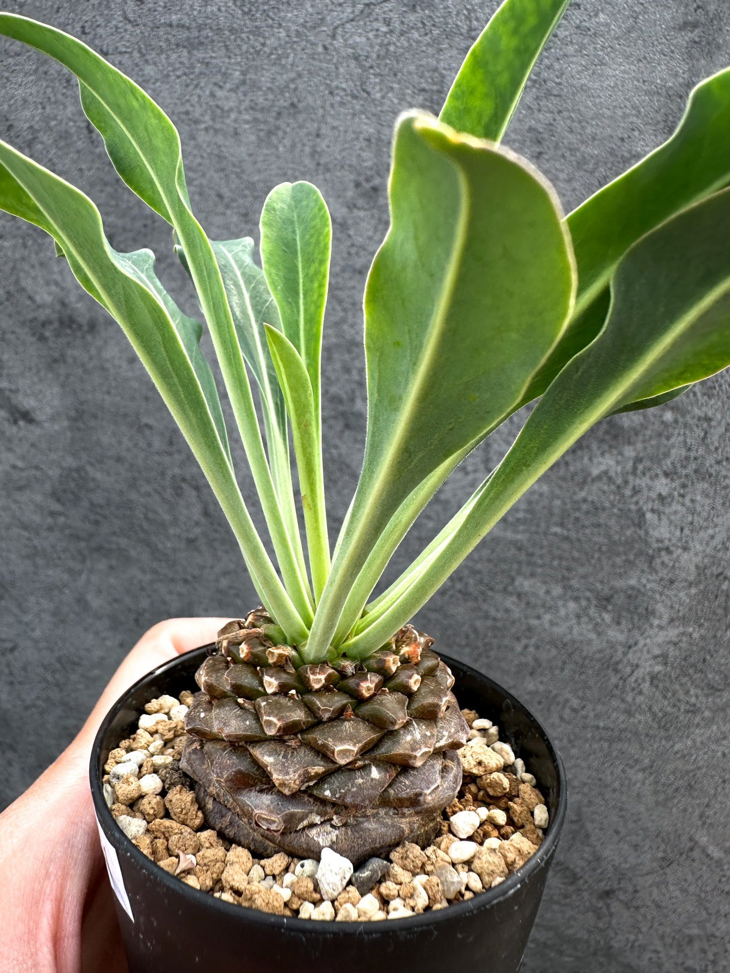 【現品限り】ユーフォルビア・ブプレウリフォリア 鉄甲丸【D61】 Euphorbia bupleurifolia