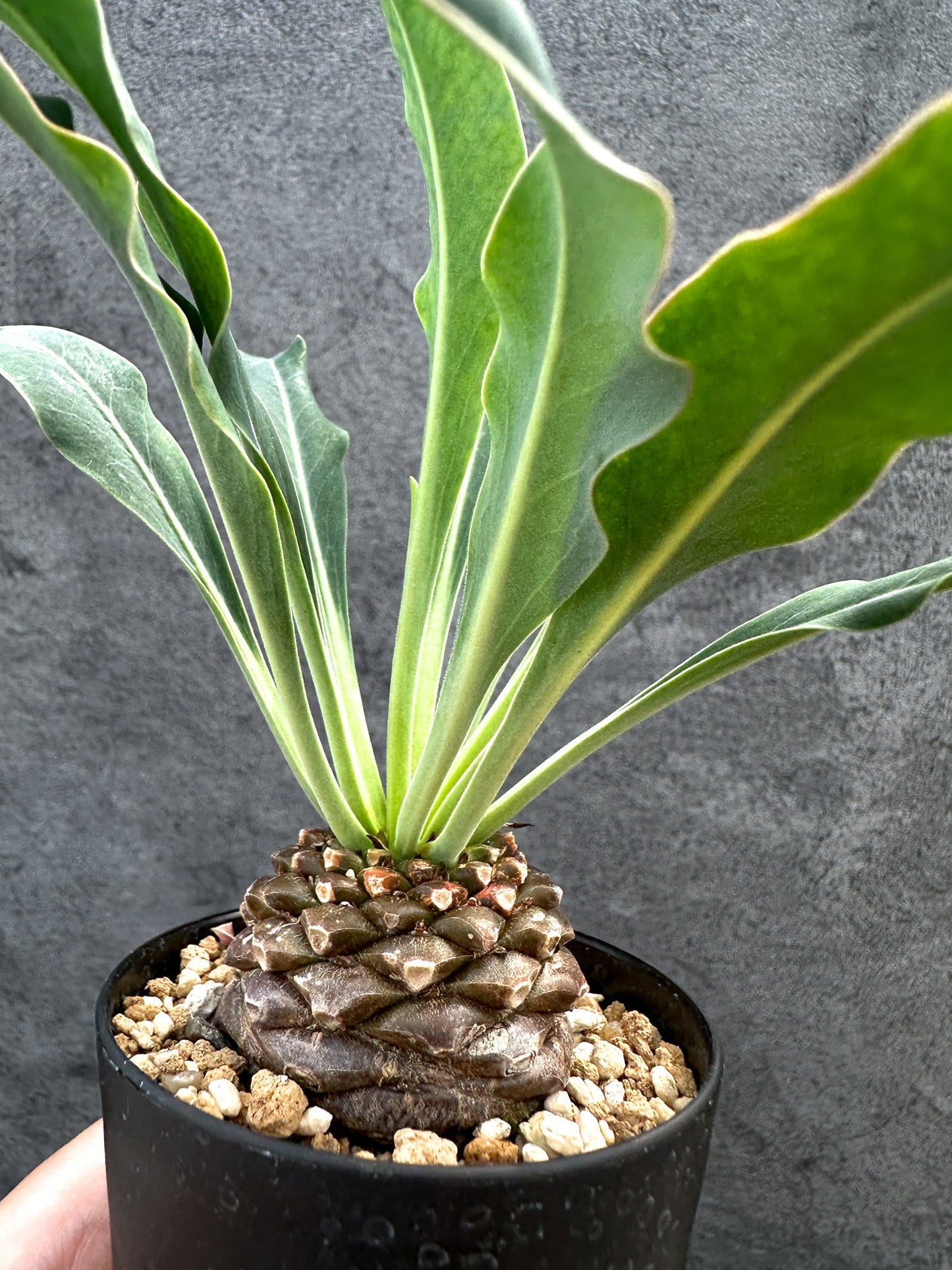 【現品限り】ユーフォルビア・ブプレウリフォリア 鉄甲丸【D61】 Euphorbia bupleurifolia