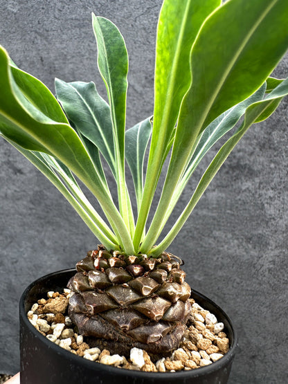 【現品限り】ユーフォルビア・ブプレウリフォリア 鉄甲丸【D61】 Euphorbia bupleurifolia