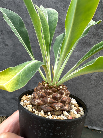 【現品限り】ユーフォルビア・ブプレウリフォリア 鉄甲丸【D62】 Euphorbia bupleurifolia