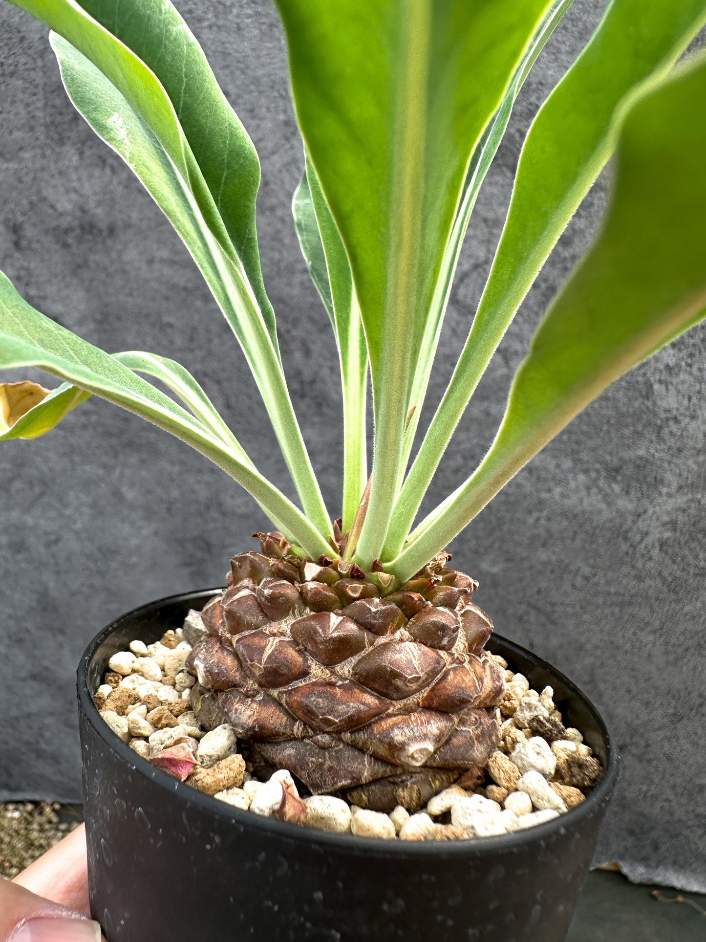 【現品限り】ユーフォルビア・ブプレウリフォリア 鉄甲丸【D62】 Euphorbia bupleurifolia
