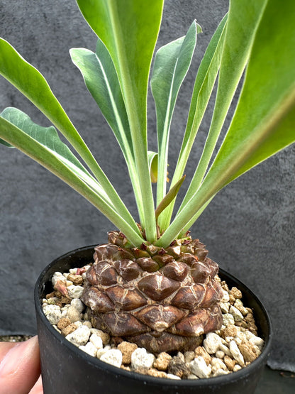 【現品限り】ユーフォルビア・ブプレウリフォリア 鉄甲丸【D62】 Euphorbia bupleurifolia