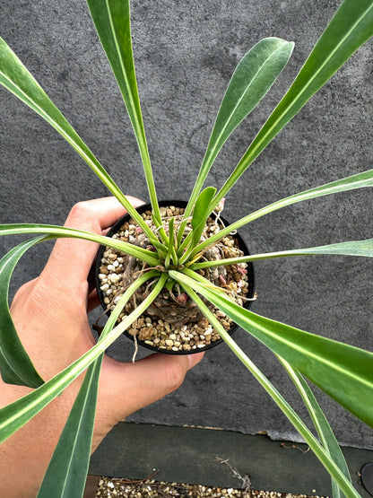 【現品限り】ユーフォルビア・ブプレウリフォリア 鉄甲丸【D63】 Euphorbia bupleurifolia