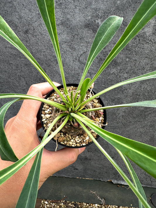 【現品限り】ユーフォルビア・ブプレウリフォリア 鉄甲丸【D63】 Euphorbia bupleurifolia