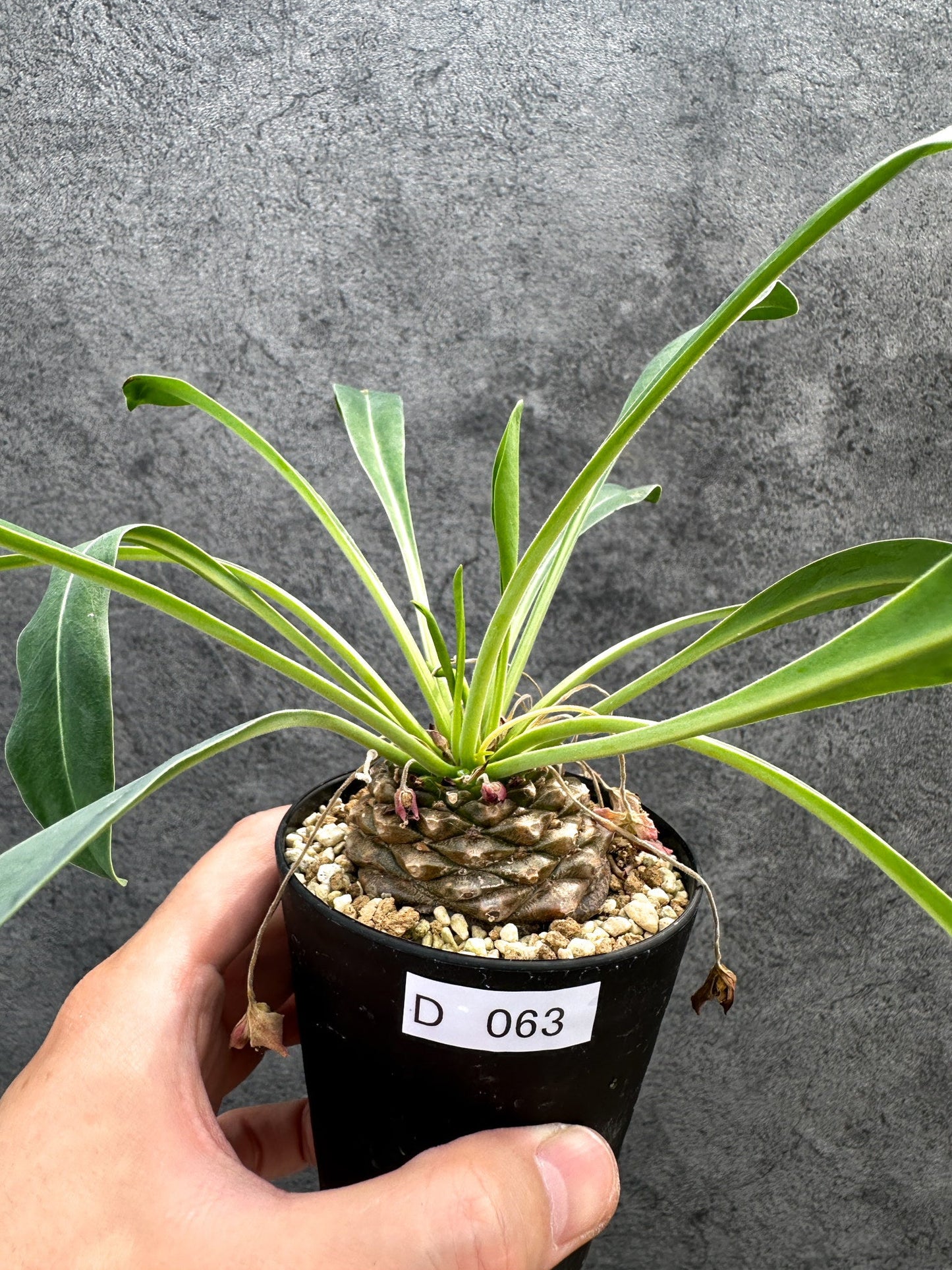 【現品限り】ユーフォルビア・ブプレウリフォリア 鉄甲丸【D63】 Euphorbia bupleurifolia