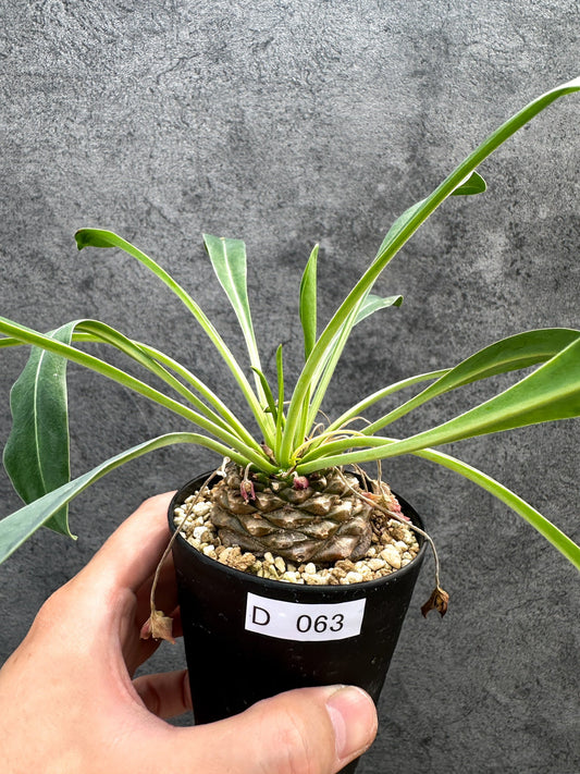 【現品限り】ユーフォルビア・ブプレウリフォリア 鉄甲丸【D63】 Euphorbia bupleurifolia