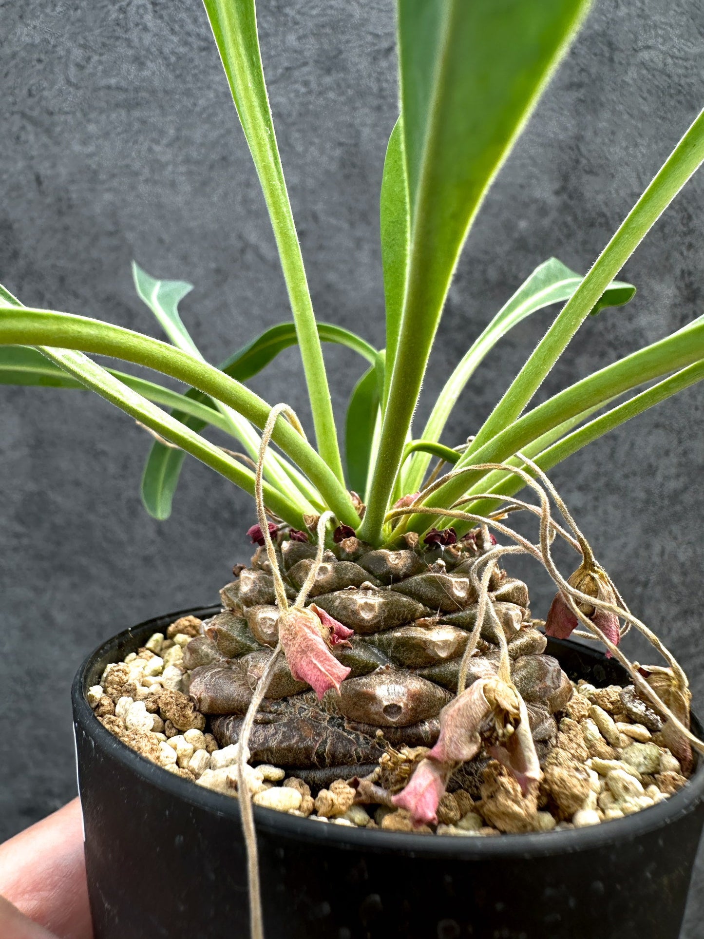 【現品限り】ユーフォルビア・ブプレウリフォリア 鉄甲丸【D63】 Euphorbia bupleurifolia