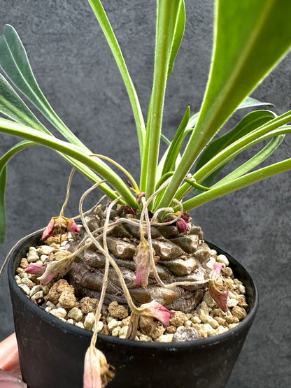 【現品限り】ユーフォルビア・ブプレウリフォリア 鉄甲丸【D63】 Euphorbia bupleurifolia
