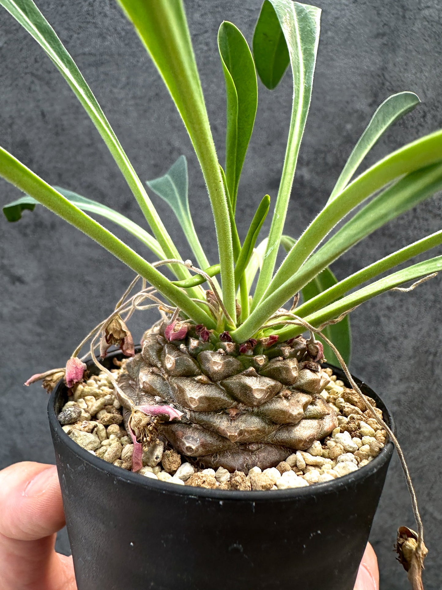 【現品限り】ユーフォルビア・ブプレウリフォリア 鉄甲丸【D63】 Euphorbia bupleurifolia