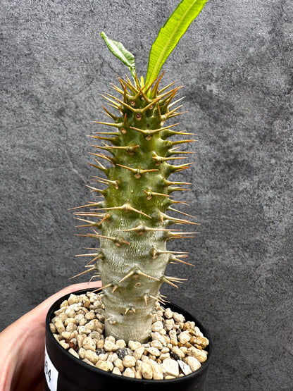 【現品限り】パキポディウム・アンボンゲンセ 実生【D64】 Pachypodium ambongense