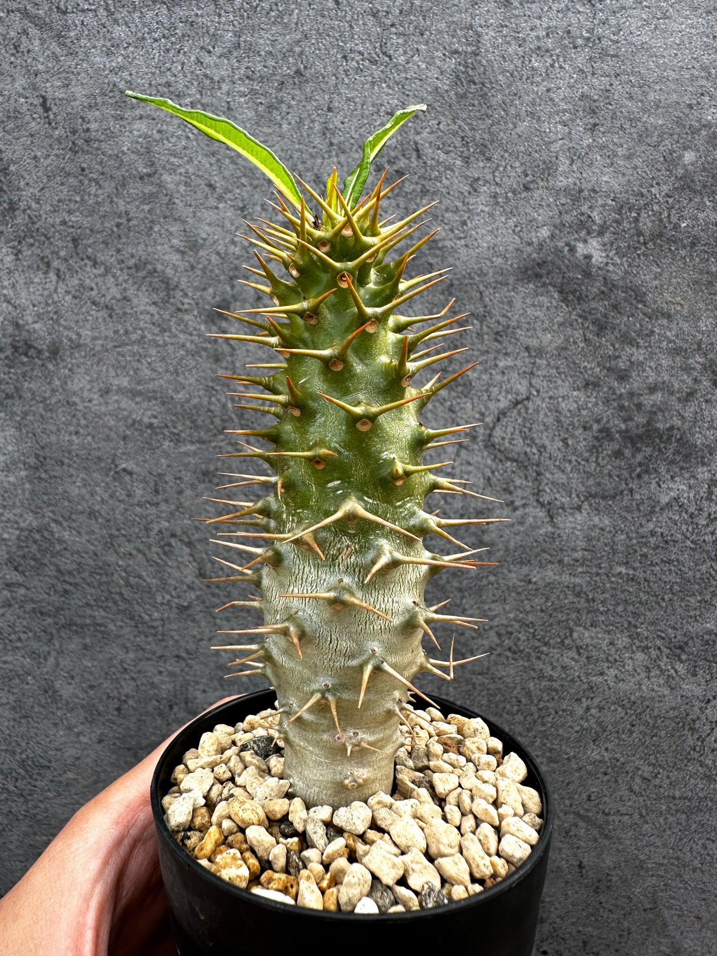 【現品限り】パキポディウム・アンボンゲンセ 実生【D64】 Pachypodium ambongense