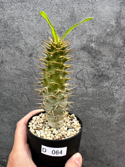 【現品限り】パキポディウム・アンボンゲンセ 実生【D64】 Pachypodium ambongense