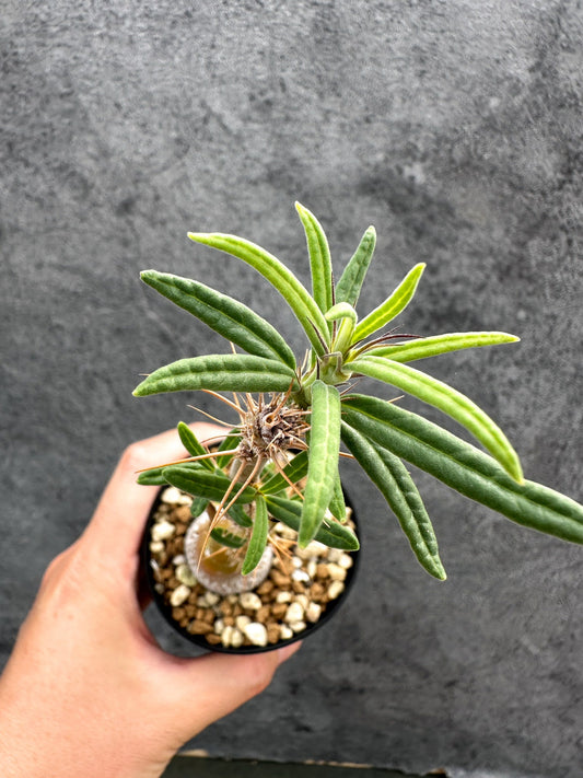 【現品限り】パキポディウム・サキュレンタム 実生【D65】 Pachypodium succulentum