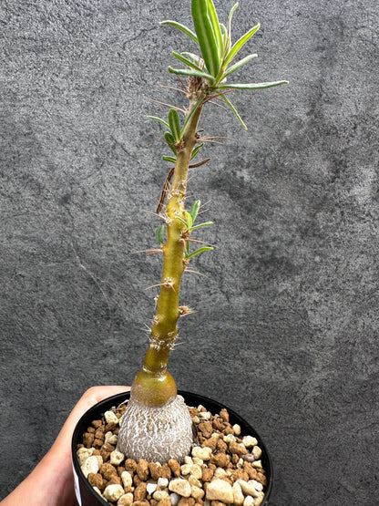 【現品限り】パキポディウム・サキュレンタム 実生【D65】 Pachypodium succulentum