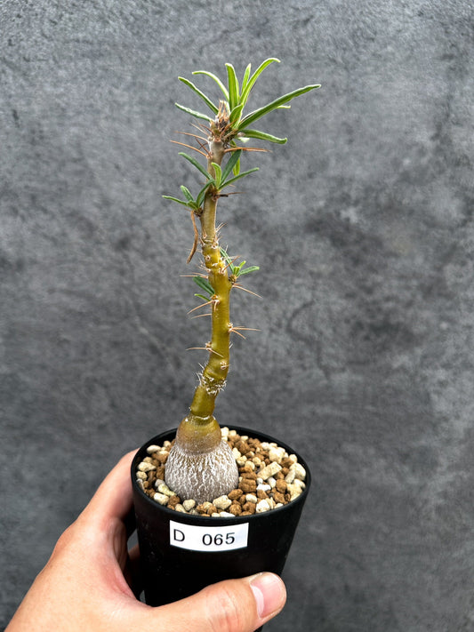 【現品限り】パキポディウム・サキュレンタム 実生【D65】 Pachypodium succulentum