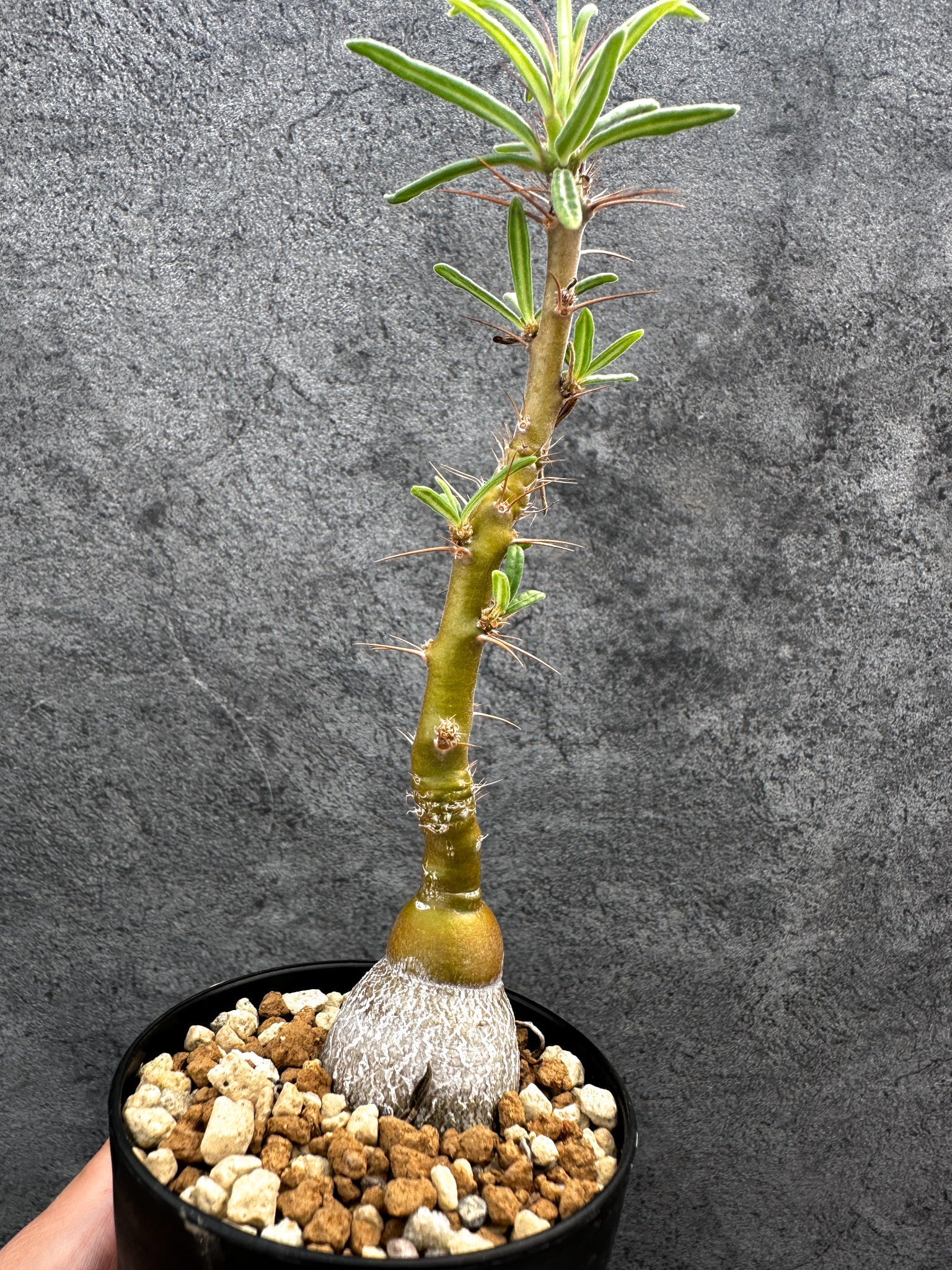 パキポディウム・サキュレンタム 実生【D65】 Pachypodium succulentum