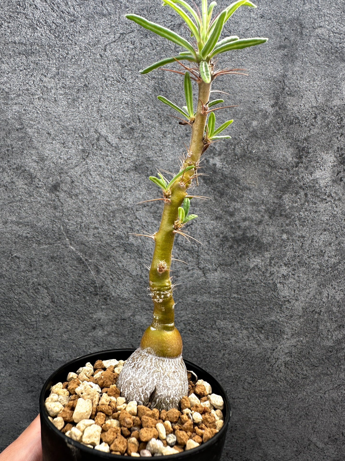 【現品限り】パキポディウム・サキュレンタム 実生【D65】 Pachypodium succulentum