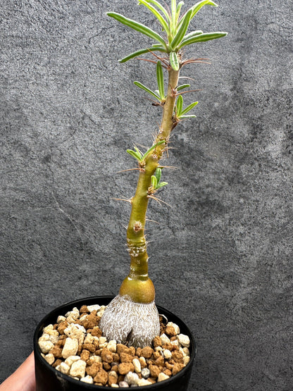 【現品限り】パキポディウム・サキュレンタム 実生【D65】 Pachypodium succulentum