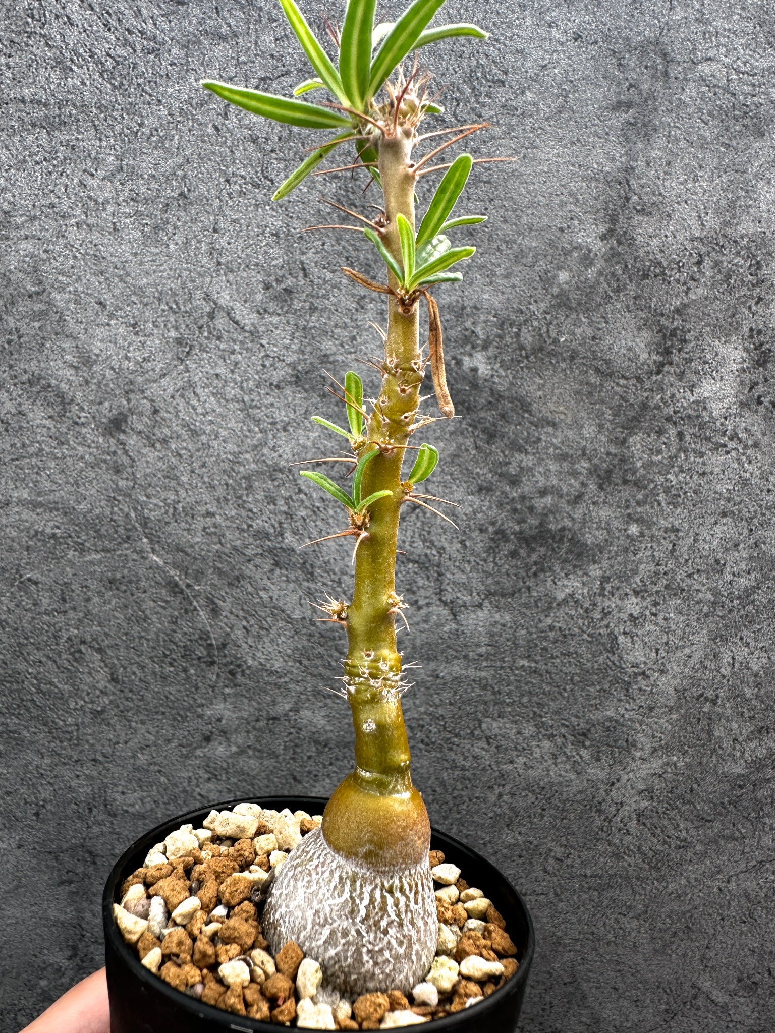 パキポディウム・サキュレンタム 実生【D65】 Pachypodium succulentum