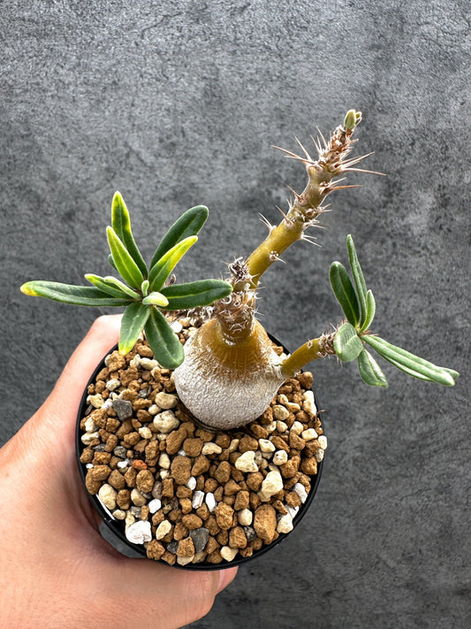 【現品限り】パキポディウム・サキュレンタム 実生【D66】 Pachypodium succulentum