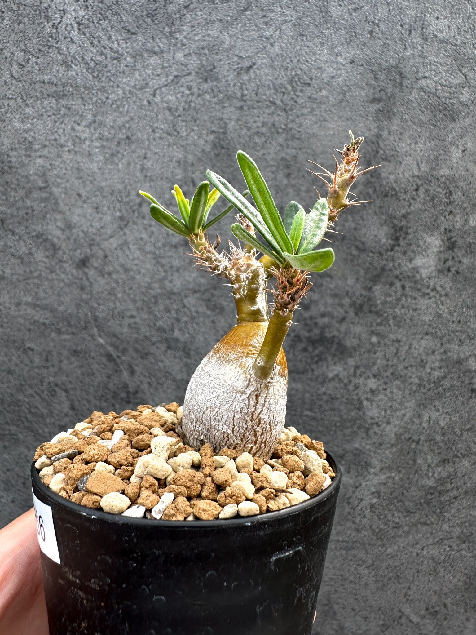 パキポディウムグラキリス66 パキポディウム・サキュレンタム 実生【D66】 Pachypodium succulentum