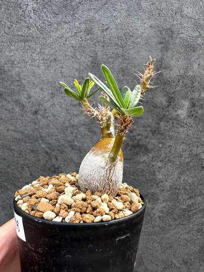 【現品限り】パキポディウム・サキュレンタム 実生【D66】 Pachypodium succulentum