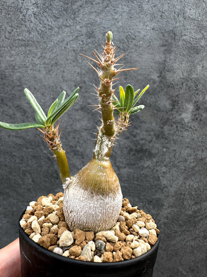 【現品限り】パキポディウム・サキュレンタム 実生【D66】 Pachypodium succulentum