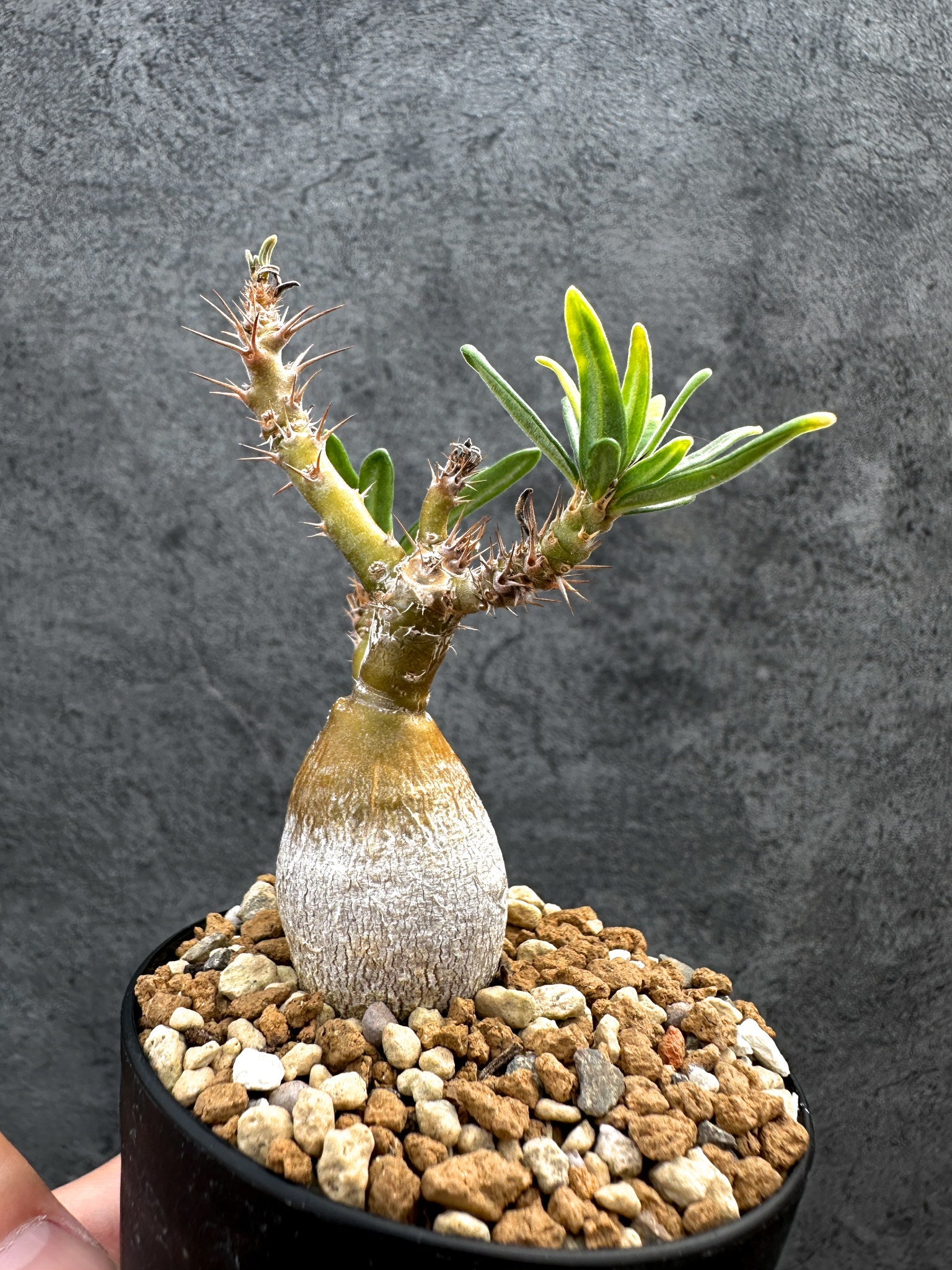パキポディウム・サキュレンタム 実生【D66】 Pachypodium succulentum