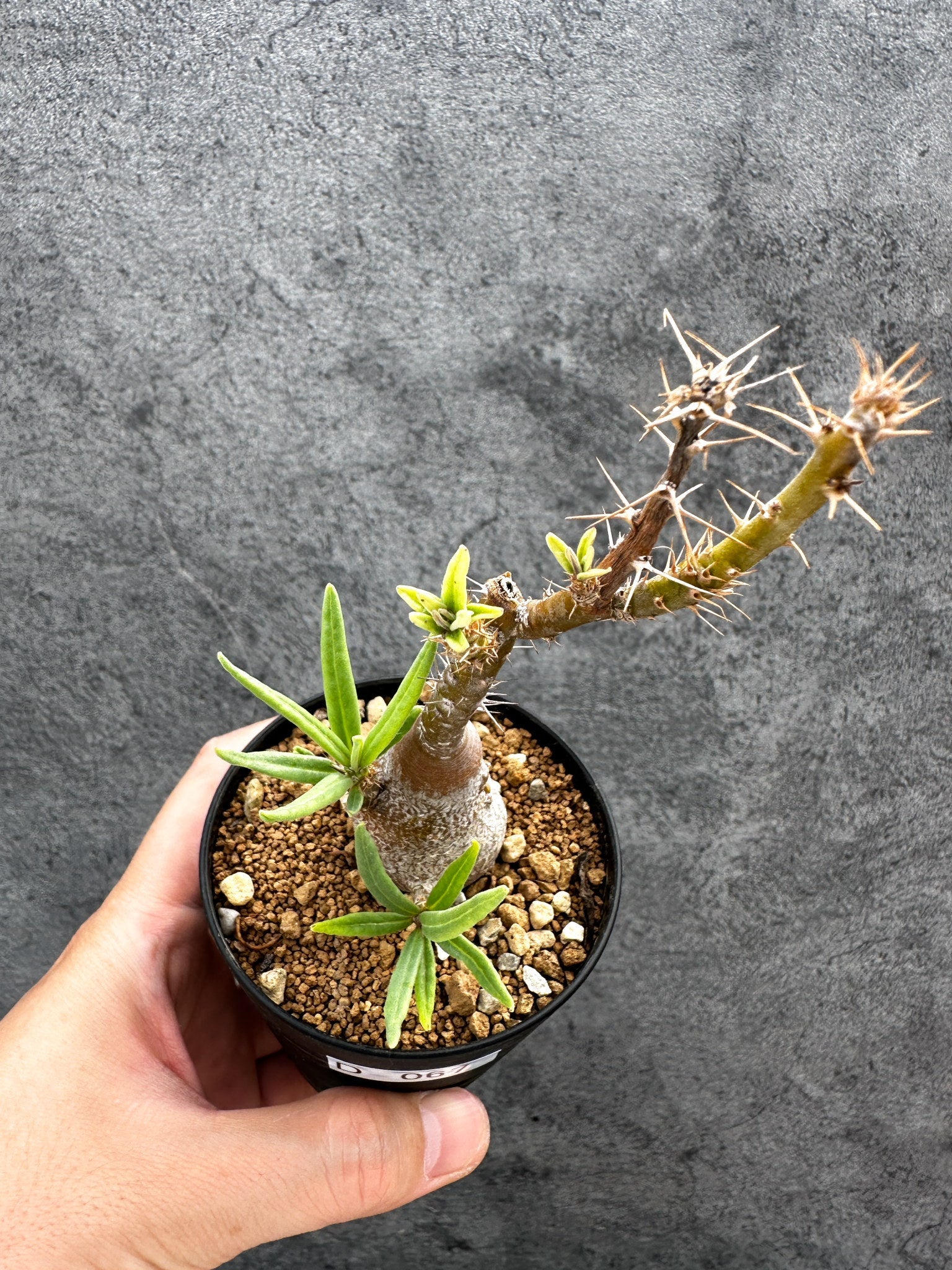パキポディウム・サキュレンタム 実生【D67】 Pachypodium succulentum
