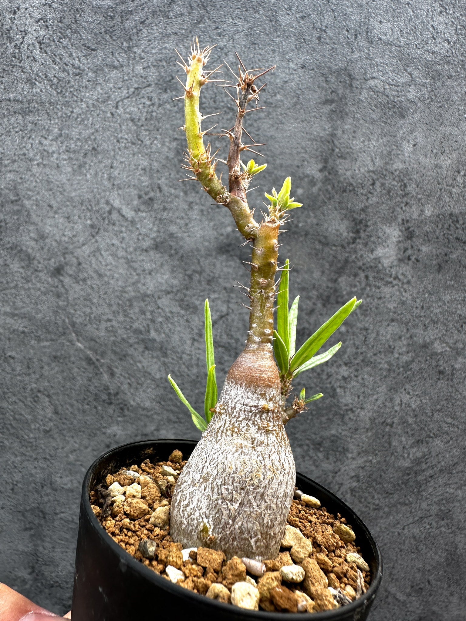 パキポディウム・サキュレンタム 実生【D67】 Pachypodium succulentum
