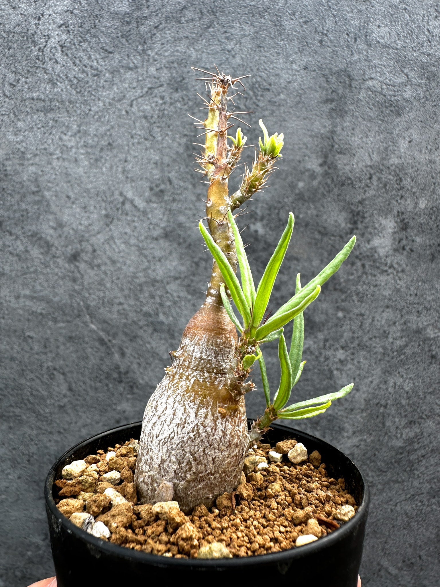パキポディウム・サキュレンタム 実生【D67】 Pachypodium succulentum