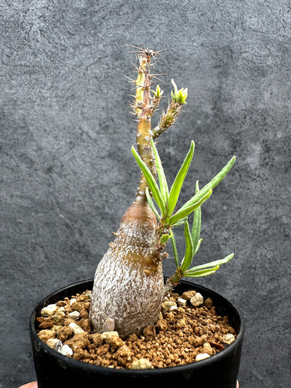 【現品限り】パキポディウム・サキュレンタム 実生【D67】 Pachypodium succulentum