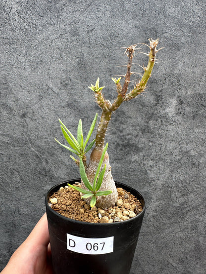 【現品限り】パキポディウム・サキュレンタム 実生【D67】 Pachypodium succulentum