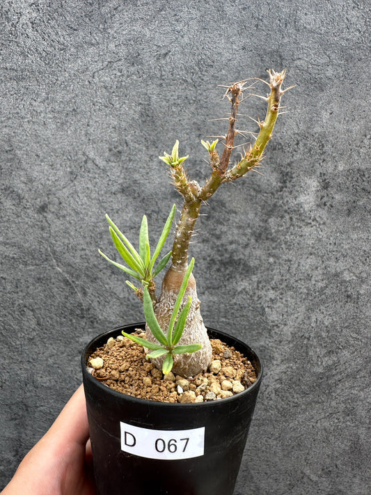 【現品限り】パキポディウム・サキュレンタム 実生【D67】 Pachypodium succulentum
