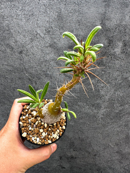 【現品限り】パキポディウム・サキュレンタム 実生【D68】 Pachypodium succulentum