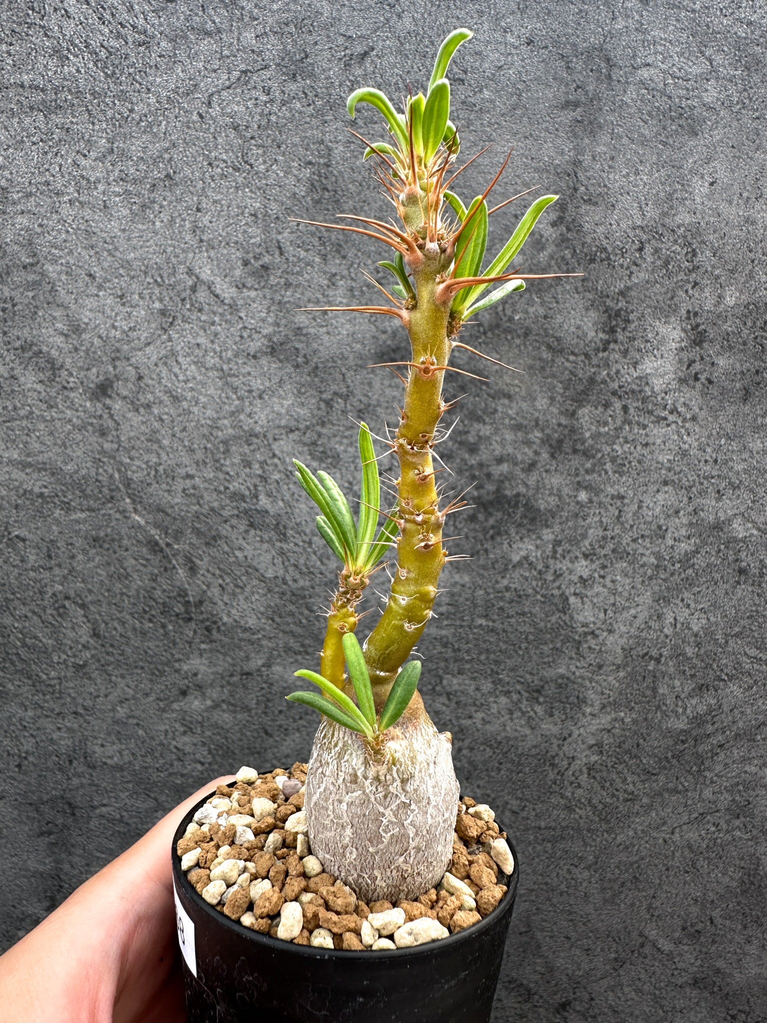 パキポディウム・サキュレンタム 実生【D68】 Pachypodium succulentum