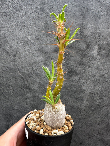 【現品限り】パキポディウム・サキュレンタム 実生【D68】 Pachypodium succulentum
