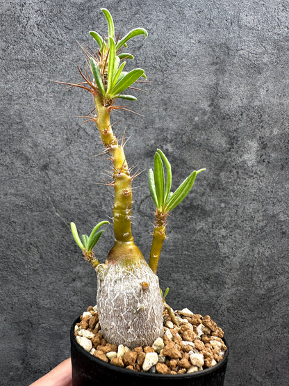 【現品限り】パキポディウム・サキュレンタム 実生【D68】 Pachypodium succulentum