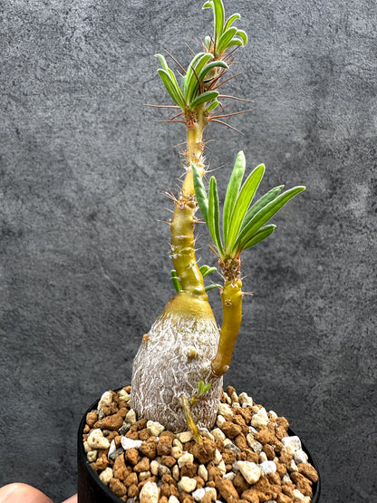 【現品限り】パキポディウム・サキュレンタム 実生【D68】 Pachypodium succulentum