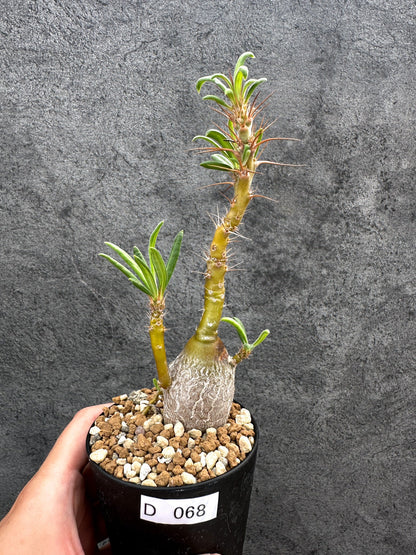 【現品限り】パキポディウム・サキュレンタム 実生【D68】 Pachypodium succulentum