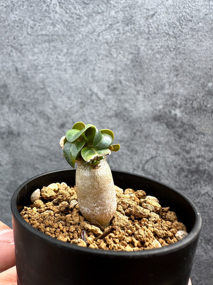 【現品限り】アデニウム・DHA 獅子葉 葉巻 美肌【D6】 Adenium DHA