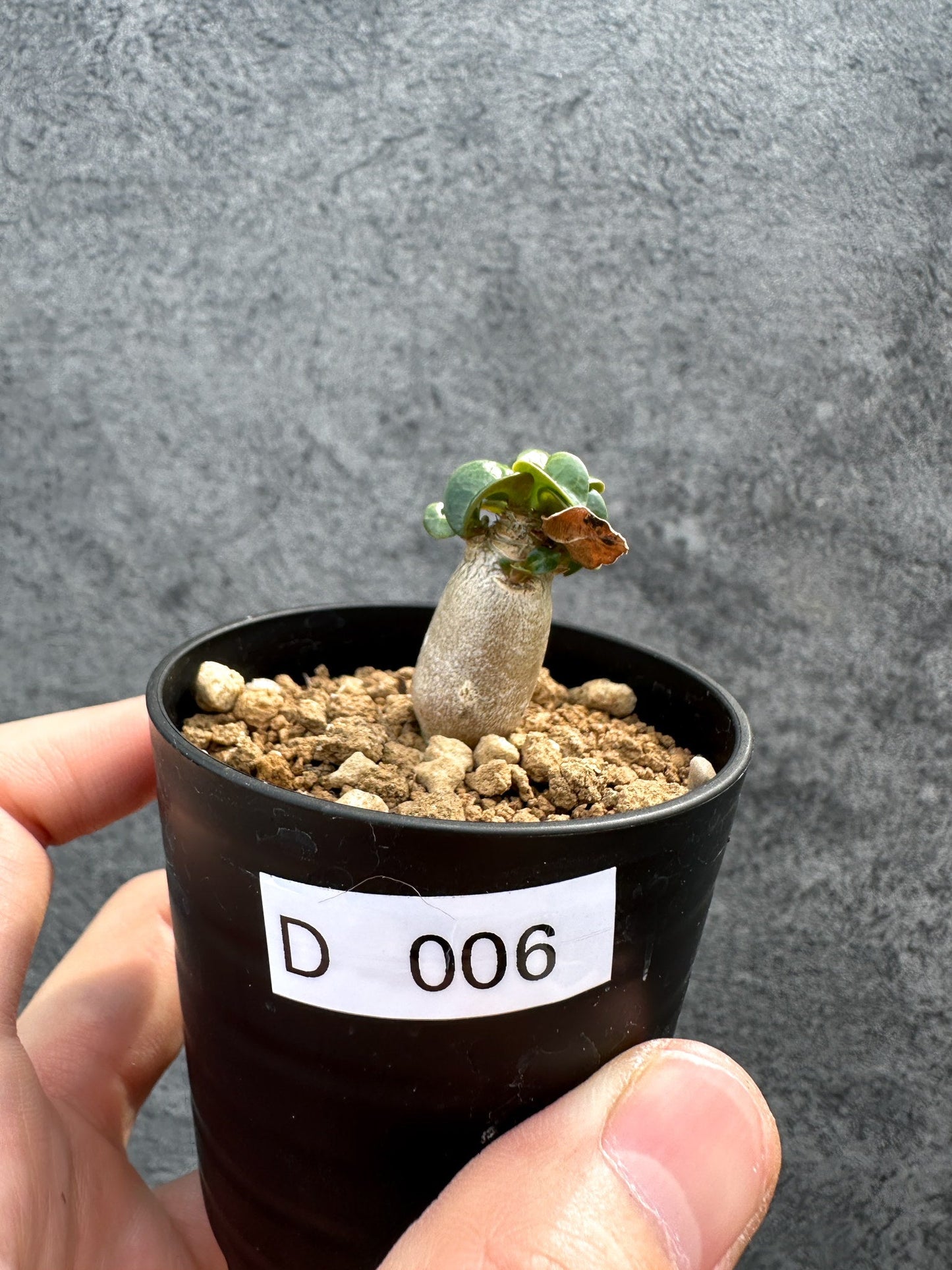 【現品限り】アデニウム・DHA 獅子葉 葉巻 美肌【D6】 Adenium DHA