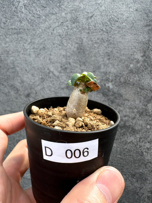 【現品限り】アデニウム・DHA 獅子葉 葉巻 美肌【D6】 Adenium DHA