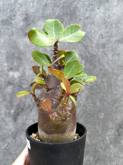 【現品限り】アデニウム・アラビカム ブラックスキン 実生【D74】 Adenium arabicum 'Black skin'
