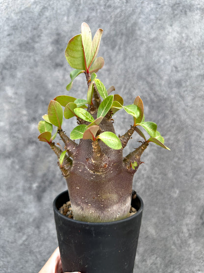 【現品限り】アデニウム・アラビカム ブラックスキン 実生【D74】 Adenium arabicum 'Black skin'