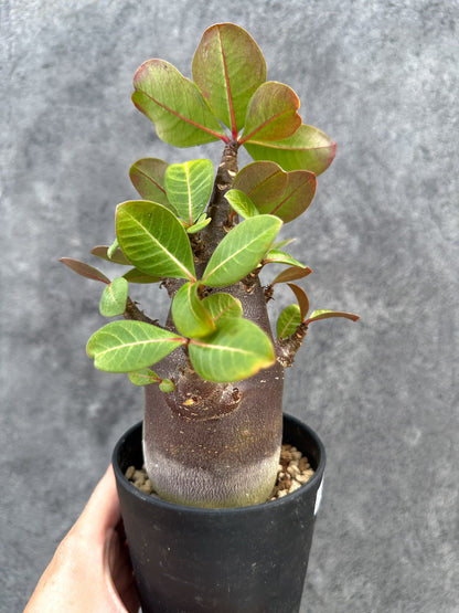 【現品限り】アデニウム・アラビカム ブラックスキン 実生【D74】 Adenium arabicum 'Black skin'
